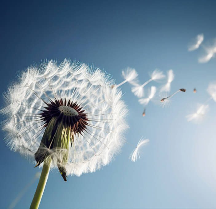 Dandelion seeds blowing away in the wind against a clear blue sky.