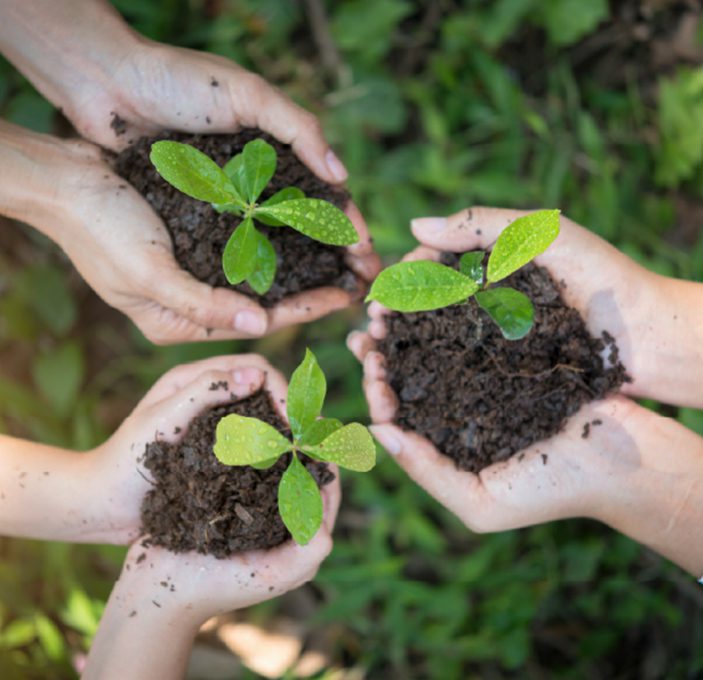 Hands holding soil with young green seedlings symbolizing growth and care.