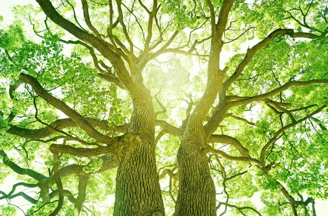 view of two tall trees close to each other
