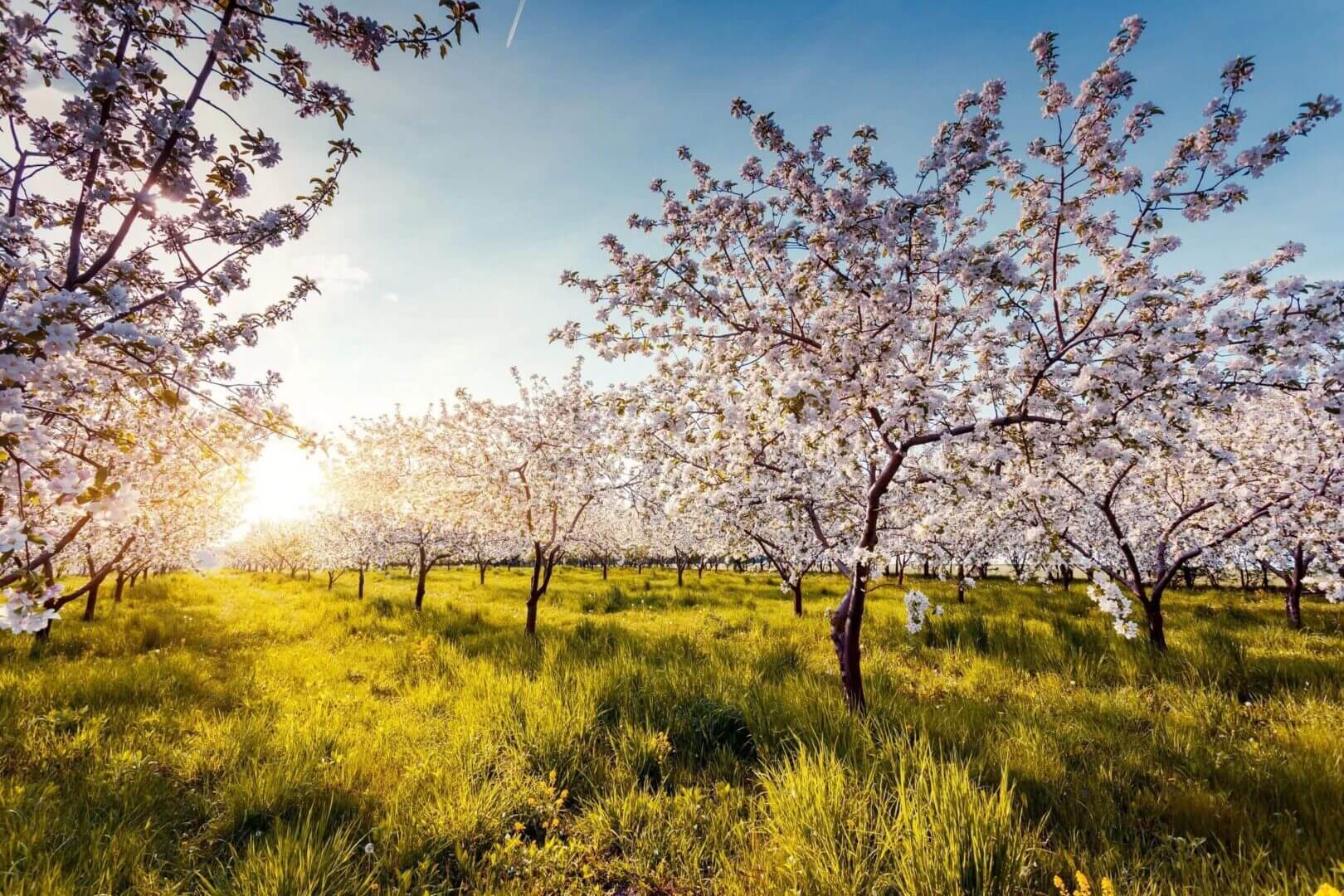 a field with flower trees and grass