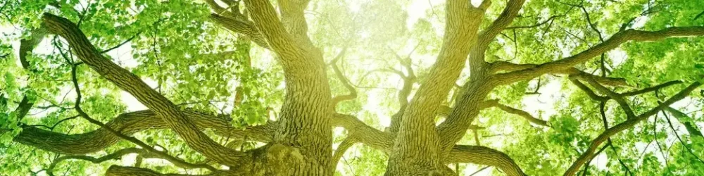 view of two tall trees close to each other