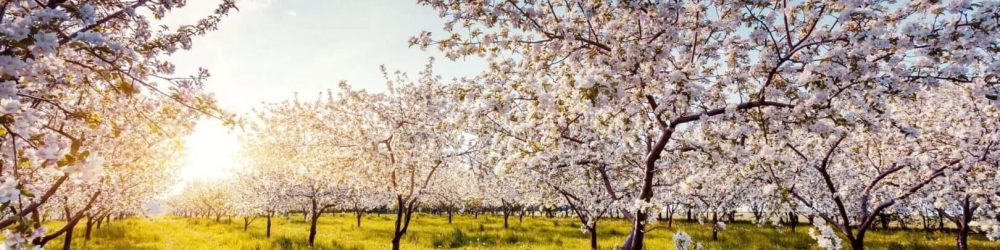 a field with flower trees and grass