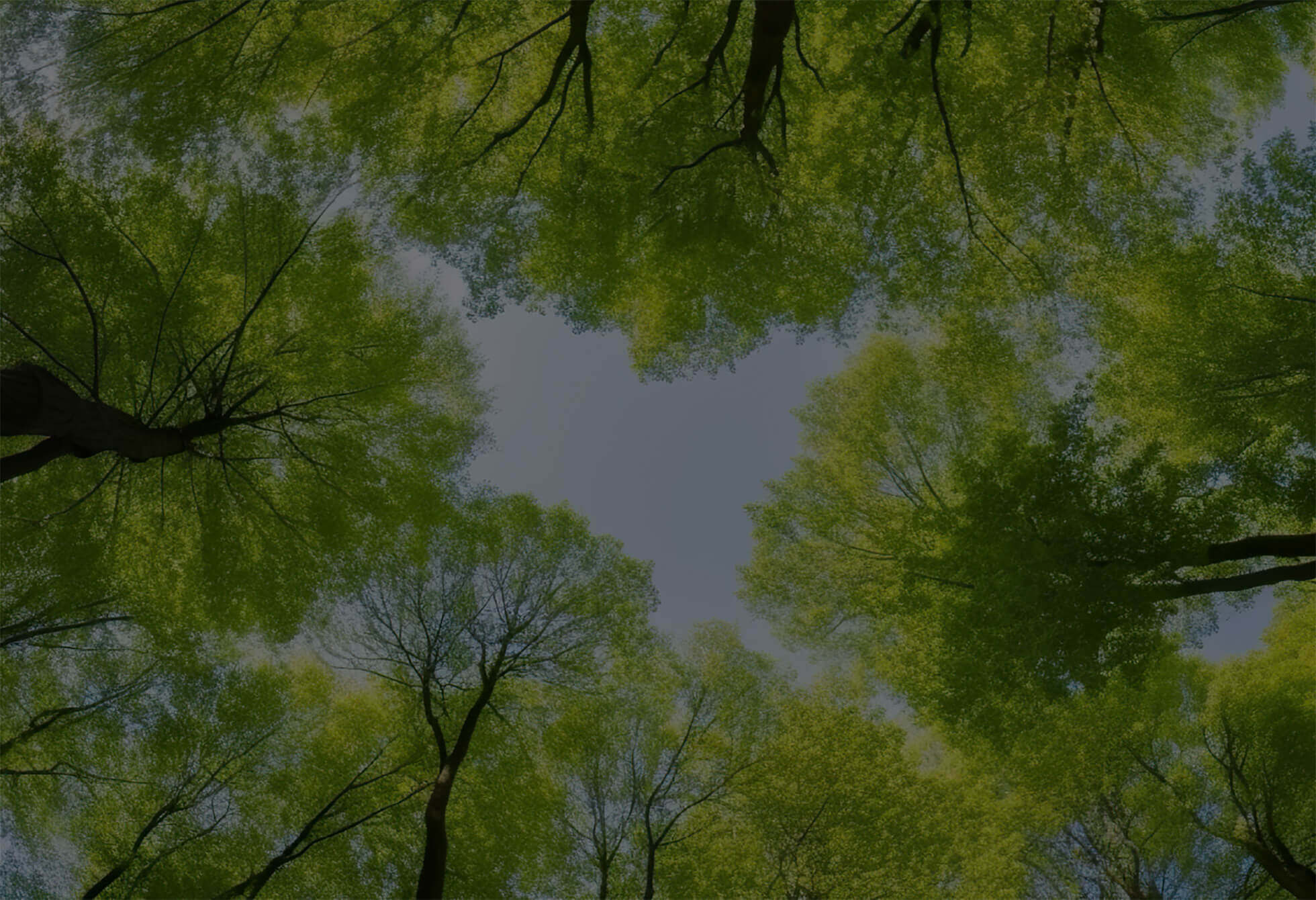 Looking up at tall green trees forming a natural canopy against the sky.