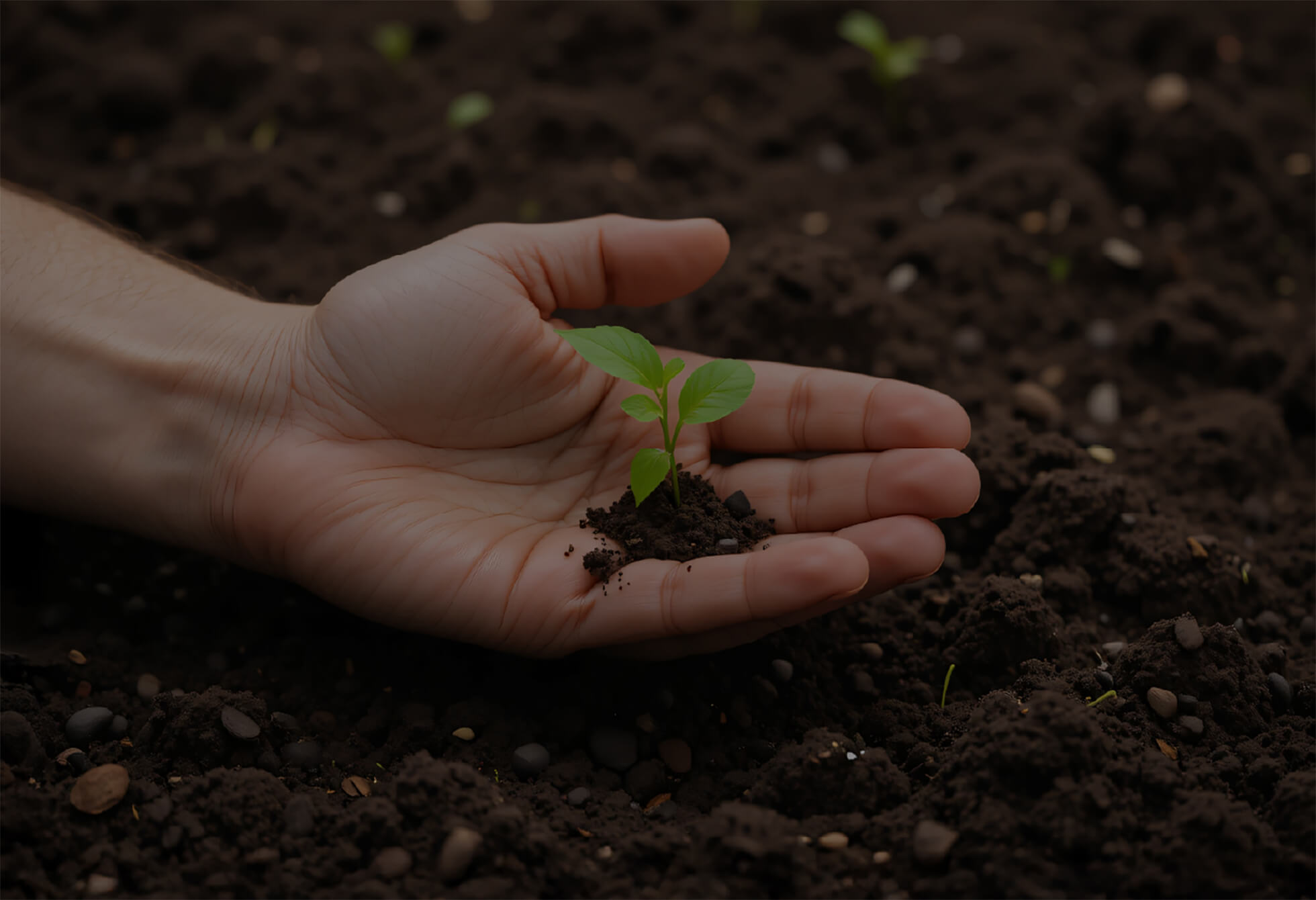 Hand holding a small seedling sprouting from soil.