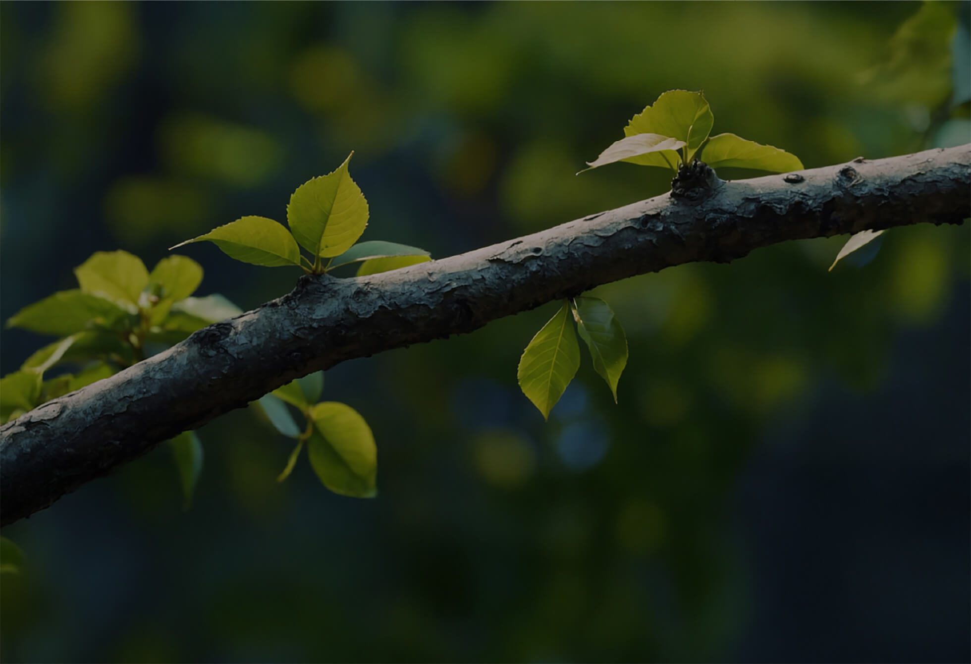 Close-up of a branch with fresh green leaves against a blurred dark background.
