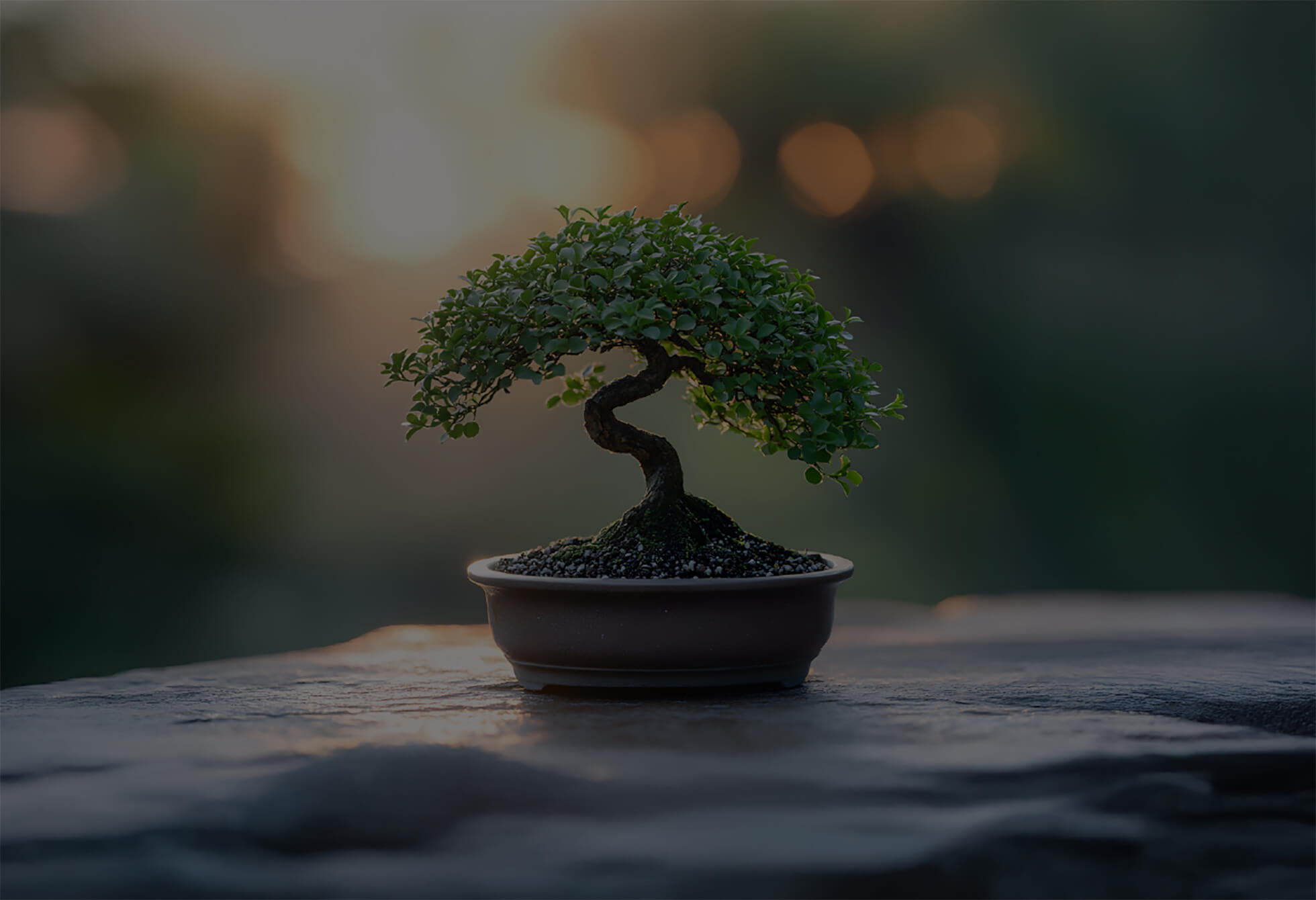 A small bonsai tree in a pot with a blurred background.